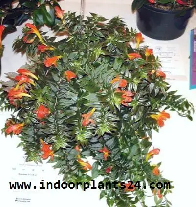 Nematanthus GOLDFISH PLANT COLUMNEA X BANKSII PLANT