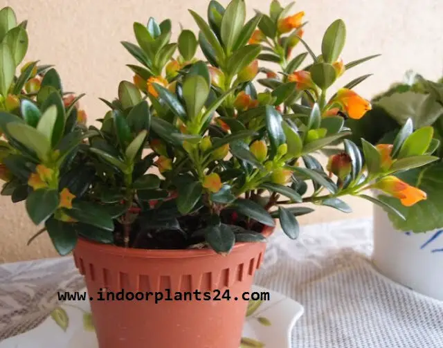 COLUMNEA X BANKSII Nematanthus plant columnea2bx2bbanksii2b2bindoor2bhouse2bplant-8372468