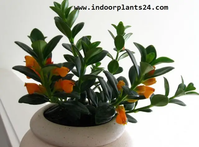 GOLDFISH PLANT IMAGE