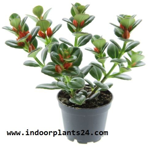 GOLDFISH PLANT COLUMNEA X BANKSII PLANT IMAGE