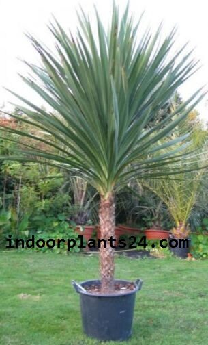 CORDYLINE AUSTRALIS plant picture