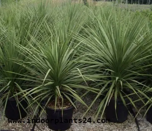 Agavaceae CABBAGE TREE photo