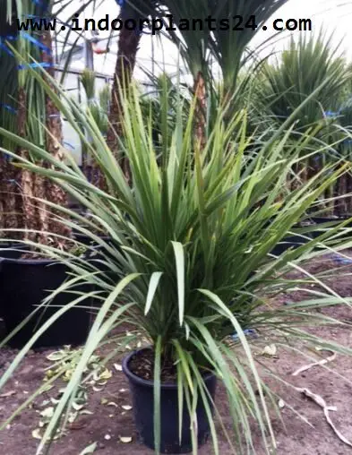 CORDYLINE AUSTRALIS plant picture