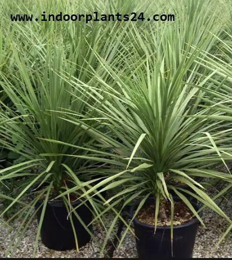 CORDYLINE AUSTRALIS plant picture