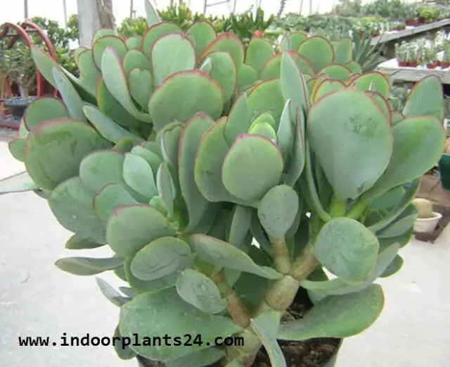 Crassulaceae Chinese Jade Plant picture