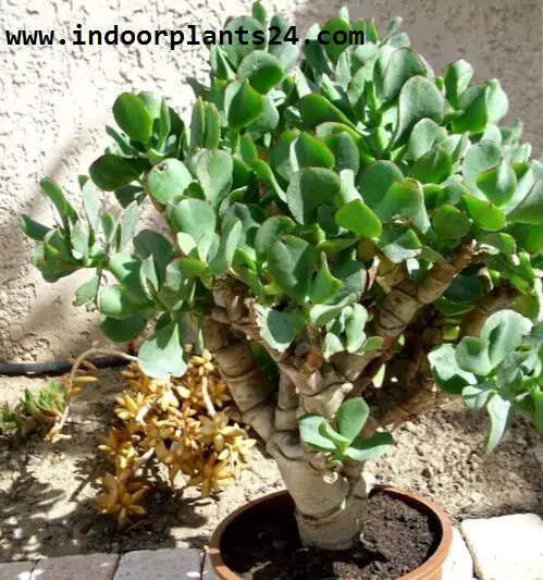 Crassulaceae Chinese Jade Plant potted