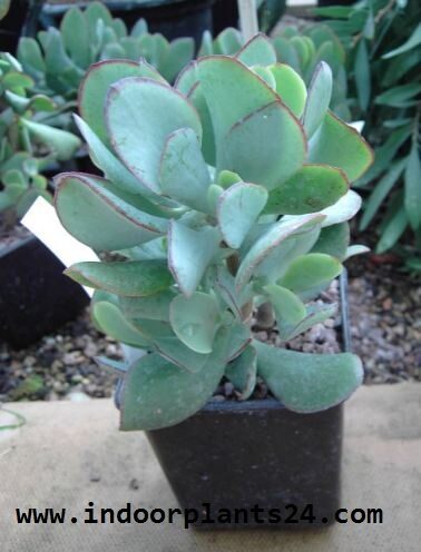 Crassulaceae Chinese Jade Plant potted