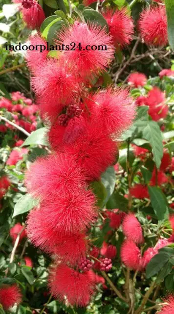 Calliandra Haematocephala (inaequilatera) Powder Puff Plant image