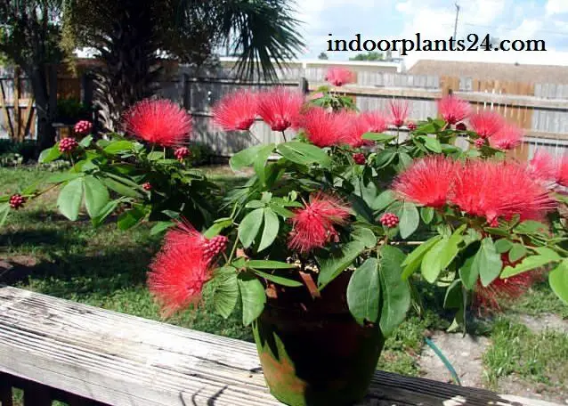 Calliandra Haematocephala Powder Puff Plant image