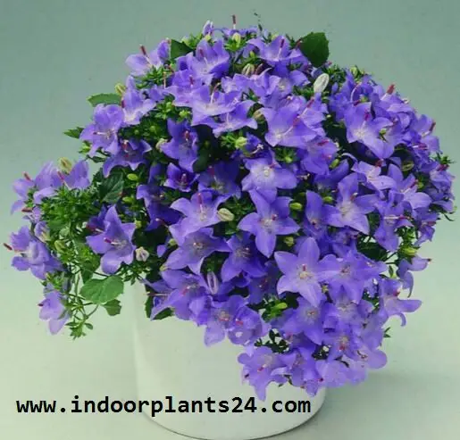 Campanula Isophylla indoor house plant