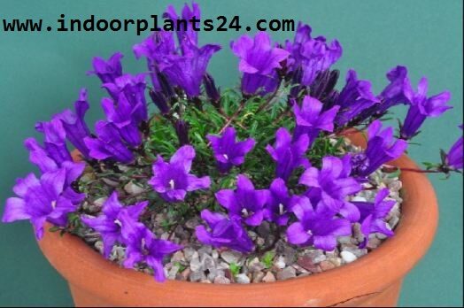 campanula2bisophylla2bindoor2bplant-5987523