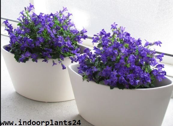 campanula2bisophylla2bindoor2bplant2bdecoration-4728018