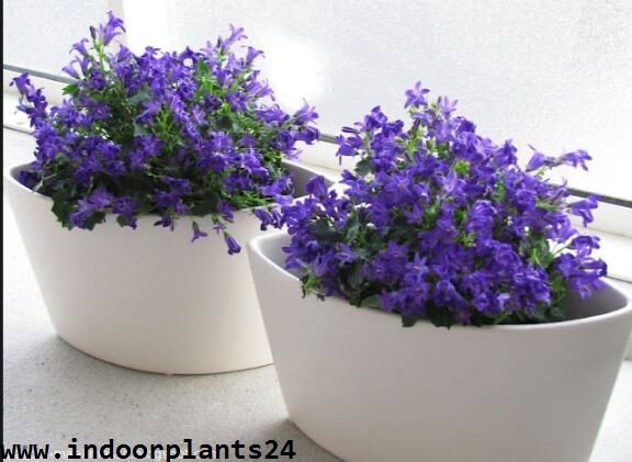 Campanula Isophylla indoor house plant image