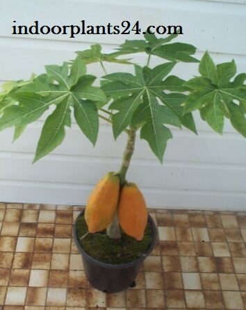  Carica Papaya Caricaceae PAPAYA plant image