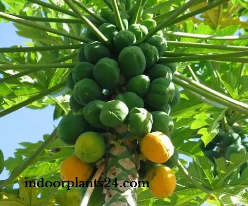  Carica Papaya Caricaceae PAPAYA indoor plant image