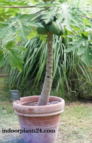  Carica Papaya Caricaceae PAPAYA