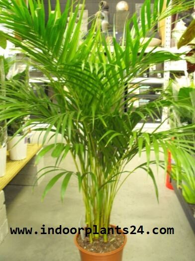 chrysalidocarpus2blutescens-4913503