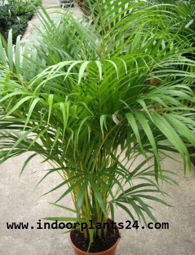 chrysalidocarpus2blutescens2bindoor2bhouse2bplant-3844706