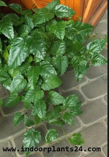 ClSSUS ANTARCTICA Vitadacae KANGAROO VINE cissus2bantarctica2bhouse2bpotted2b2bplant-5977475