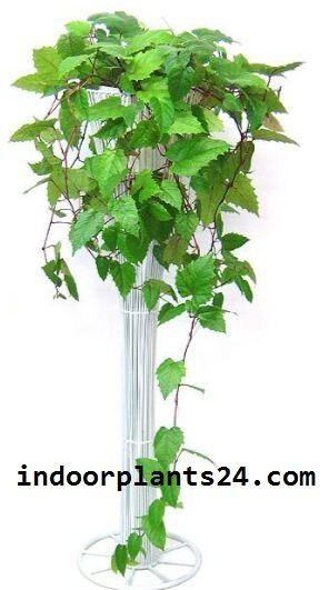 ClSSUS ANTARCTICA indoor plant image cissus2bantarctica2bplant-8815892