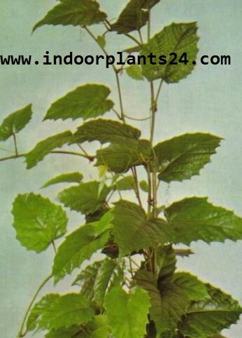 ClSSUS ANTARCTICA Vitadacae KANGAROO VINE PLANT cissus2bantarctica2bplant2bhouse2bpotted-4129344