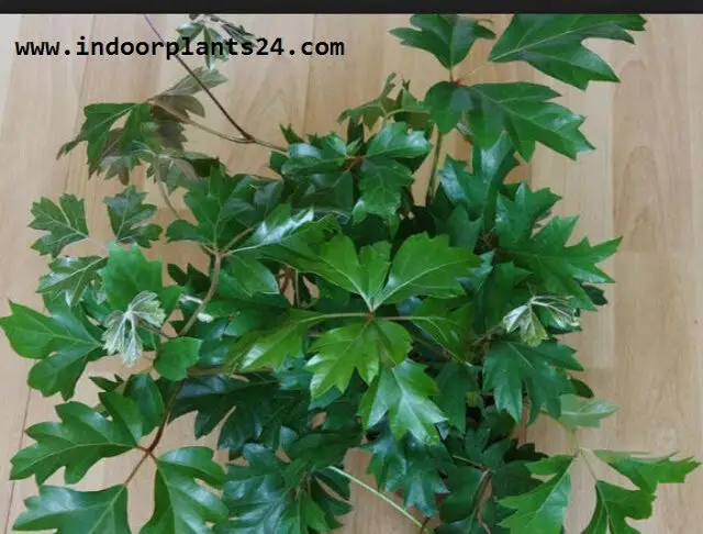  Vitadacae KANGAROO VINE Indoor Plant PICTURE