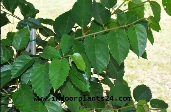  Vitadacae KANGAROO VINE Indoor Plant