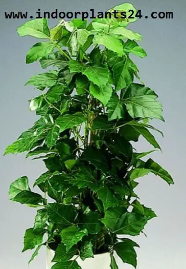  ClSSUS ANTARCTICA indoor plant