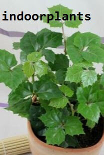 ClSSUS ANTARCTICA indoor plant cissus2bantarctica2bplant2bpotted-8531169