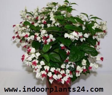 Clerodendrum Thomsoniae indoor house plant photo