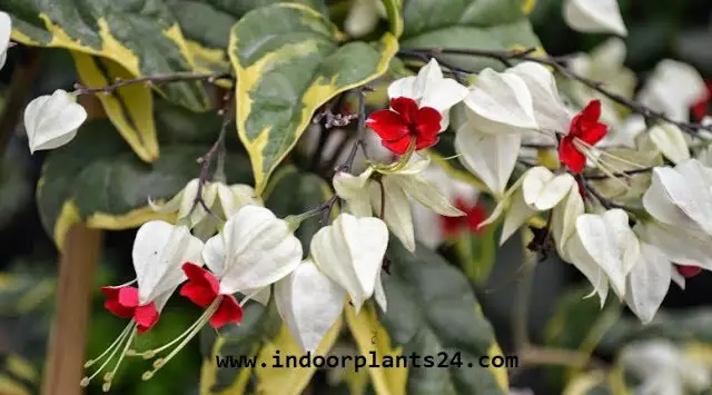 Clerodendrum Thomsoniae indoor plant image