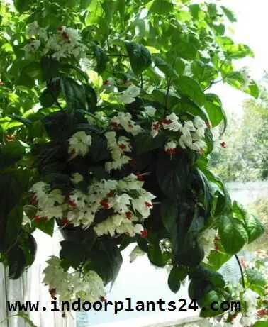 Clerodendrum Thomsoniae indoor plant