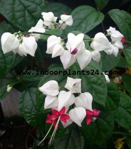 Clerodendrum Thomsoniae indoor plant pic