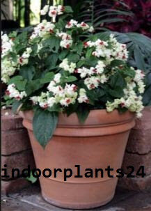  Verbenaceae BLEEDING HEART VINE indoor Plant picture