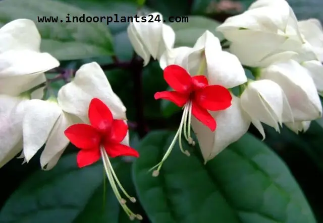 Clerodendrum Thomsoniae indoor plant photo