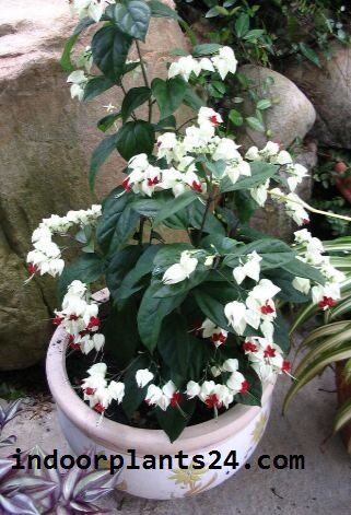  Verbenaceae BLEEDING HEART VINE Plant picture