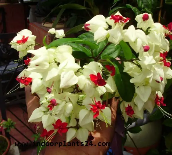 Clerodendrum Thomsoniae indoor house plant photo