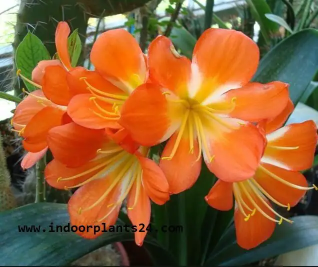 Clivm Miniata Amaryllidaceae indoor Plant image