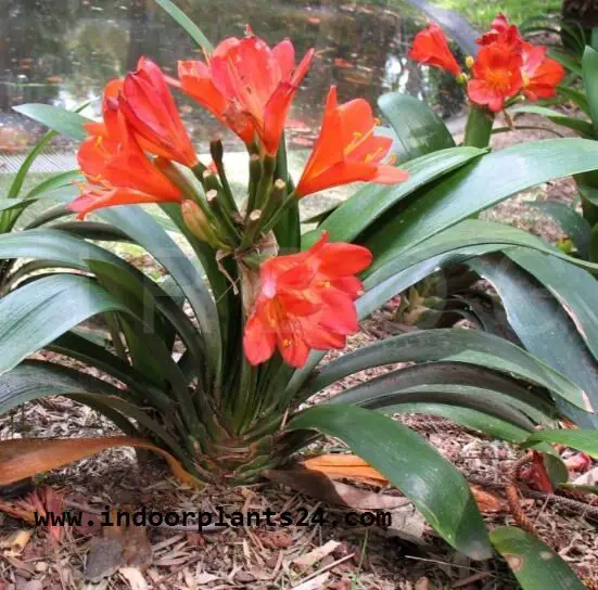 Clivm Miniata Amaryllidaceae indoor house Plant 