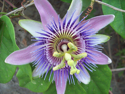 Passiflora caerulea Passifloraceae Common passion FLOWER✅ 2 common2bpassion2bflower-1959323