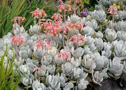 Cotyledon Undulata Cotyledon orbiculata Plant photo