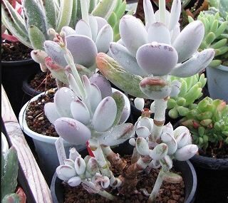 Cotyledon orbiculata PILVER CROWN Indoor Plant