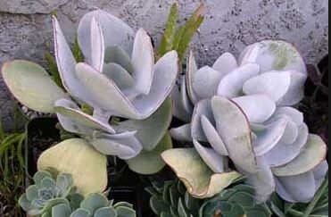 Cotyledon Undulata Cotyledon orbiculata Plant image