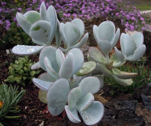 Cotyledon Undulata Cotyledon orbiculata P