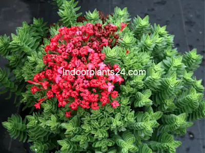 crassula-coccinea-red-crassula-6459645