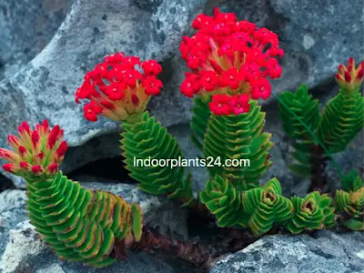 crassula-coccinea-red-crassula2bimage-3849409