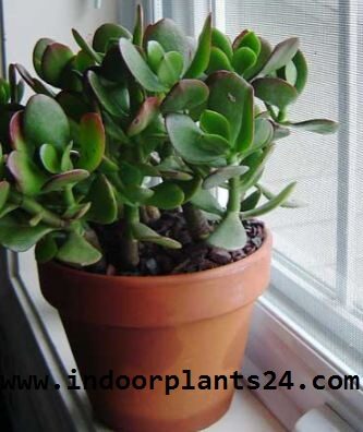 Crassulaceae Chinese Jade Plant picture