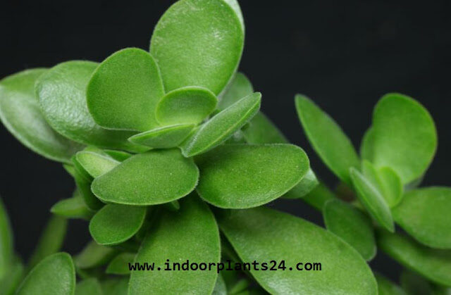 crassulaceae2bindoor2bplant-1288502