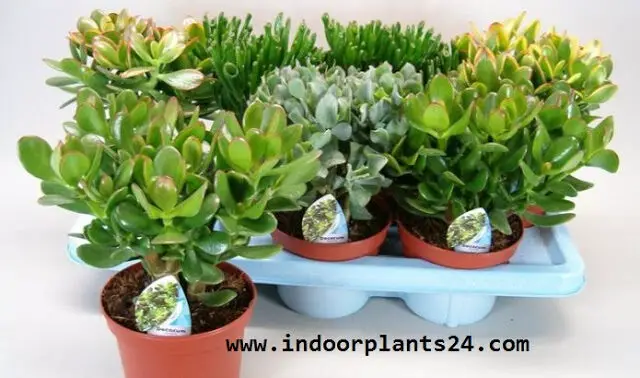 Crassulaceae Chinese Jade Plant potted image