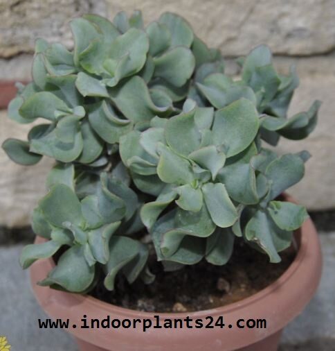 Crassulaceae Chinese Jade indoor Plant picture